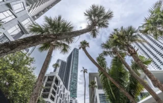 Palm trees amid high rises at Miami Worldcenter (Jock Fistick / South Florida Business Journal)